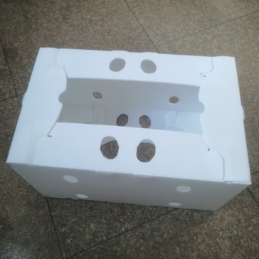 PP Correx Sheet untuk Corn Box